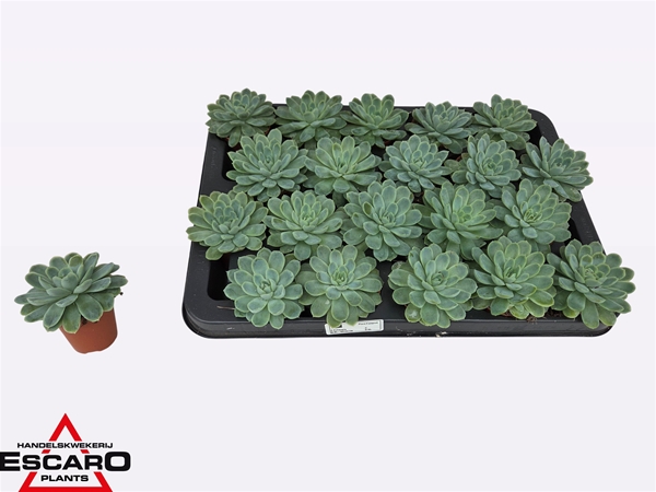 Echeveria Elegans XL