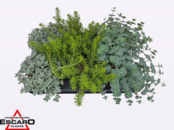 Sedum Mix XL