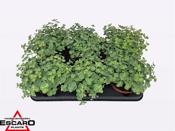 Sedum Sieboldii Mediovariegatum