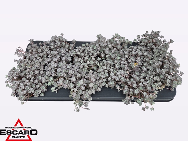 Sedum Purpureum XL