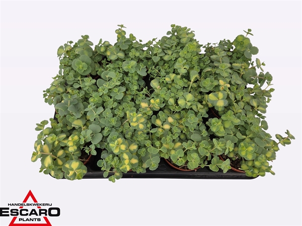 Sedum Sieboldii Bunt