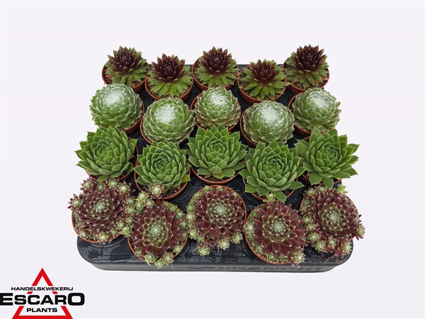 Sempervivum Mix