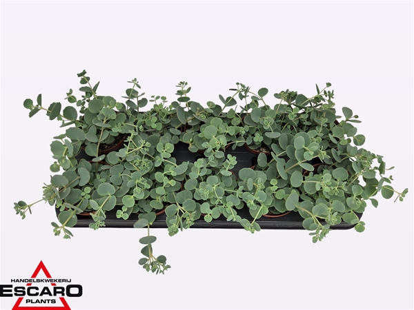 Sedum Sieboldii