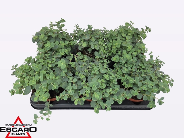 Sedum Sieboldii