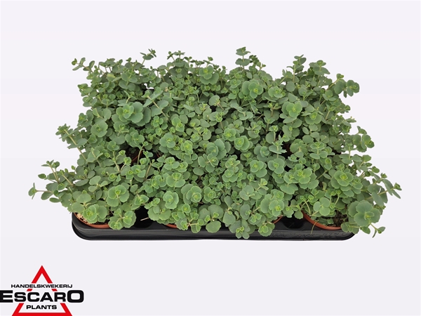 Sedum Sieboldii
