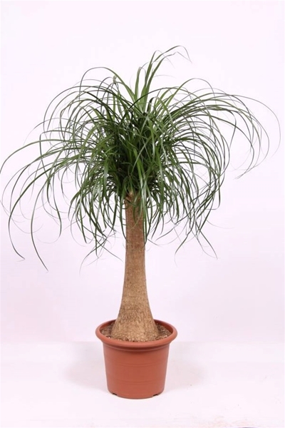 Beaucarnea Recurvata