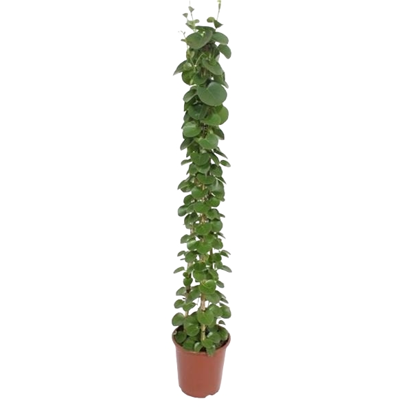 Cissus Rotundifolia Pyramide
