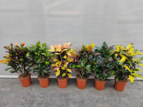 Codiaeum Croton Mix