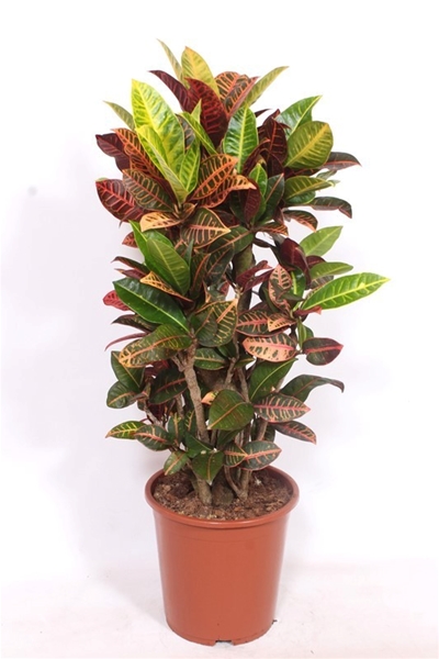Codiaeum Petra 