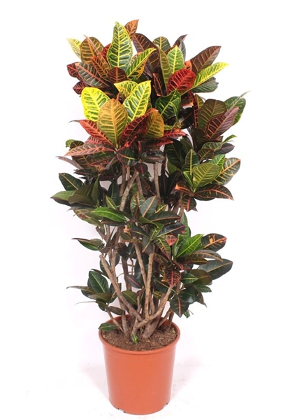 Codiaeum Croton Petra 