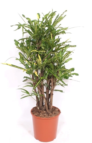 Codiaeum Yellow Mammi 