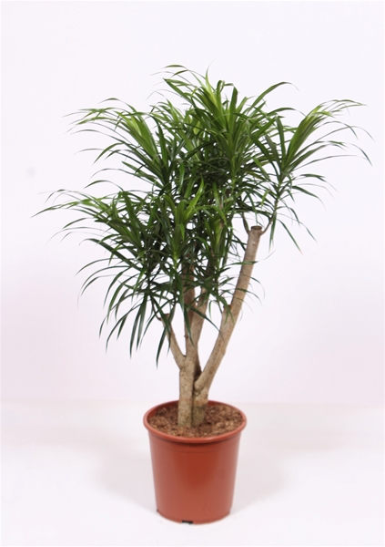 Dracaena Reflexa Anita