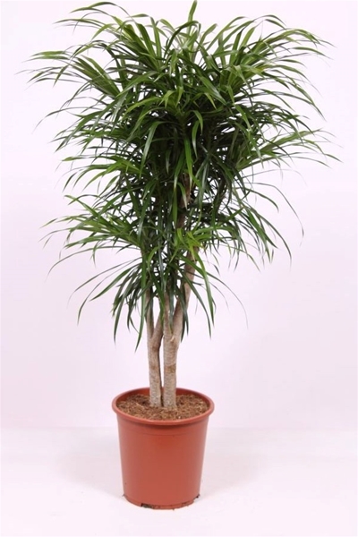 Dracaena Reflexa Anita