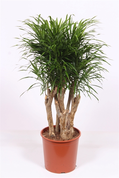 Dracaena Anita