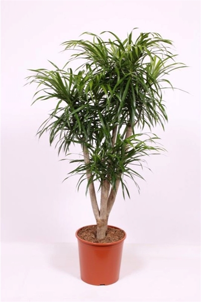 Dracaena Reflexa Anita