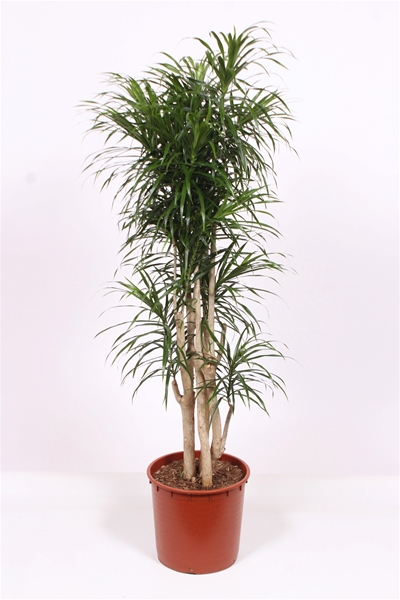 Dracaena Anita Verzweigt