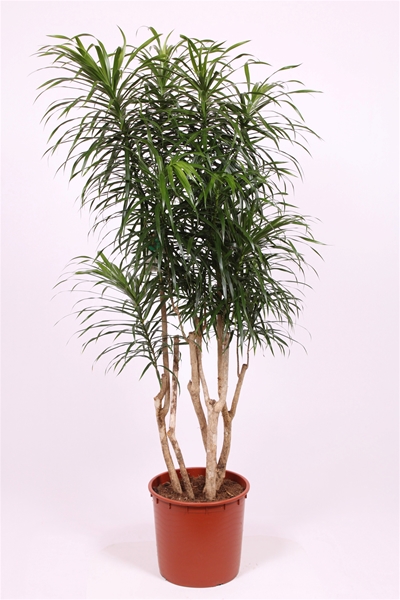 Dracaena Anita Verzweigt