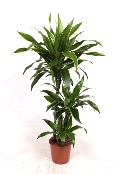 Dracaena Arturo 60-30-15