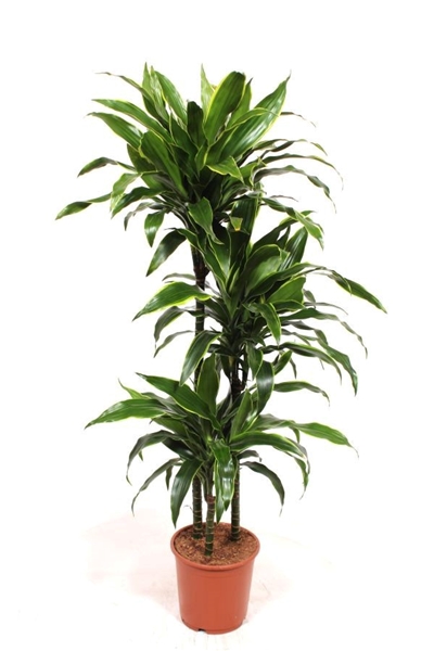 Dracaena Arturo 90-60-30