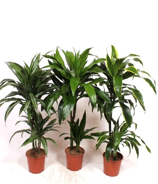 Dracaena Fragans Mix CC 45-15