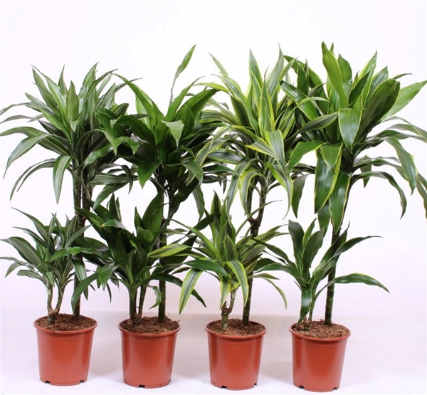 Dracaena Fragans Mix CC 45-15