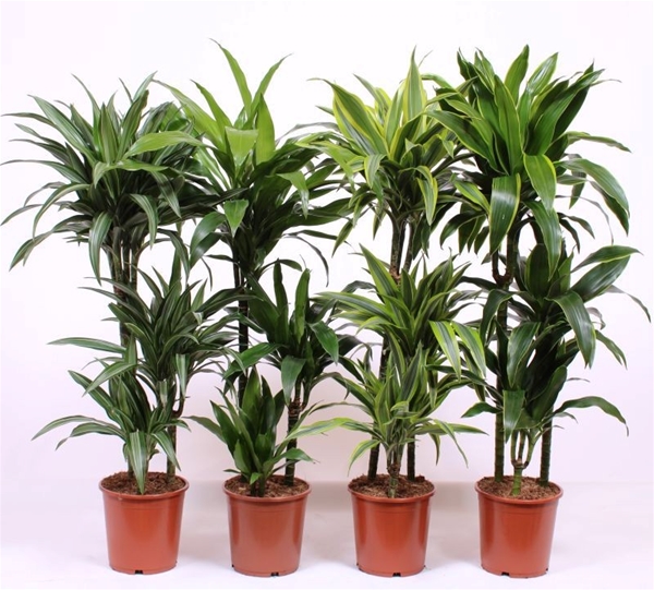 Dracaena Fragans Mix CC 60-30-15