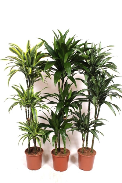 Dracaena Fragrans 90-60-30  Mix cc