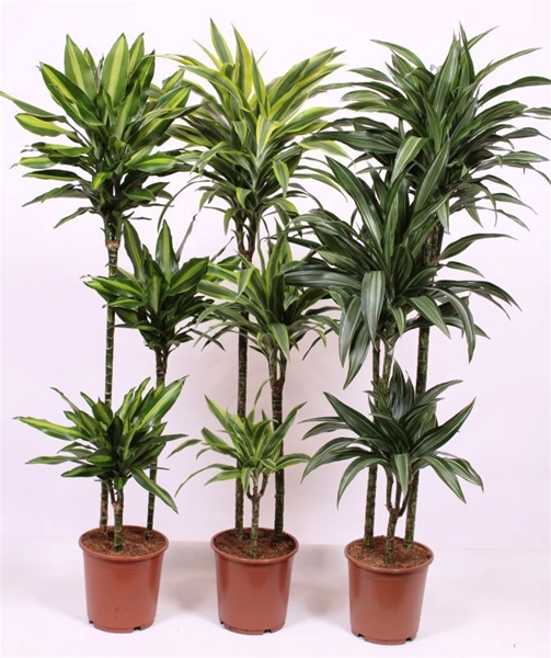 Dracaena Fragrans 90-60-30  Mix cc