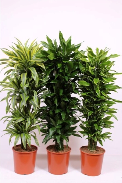 Dracaena Fragrans Mix
