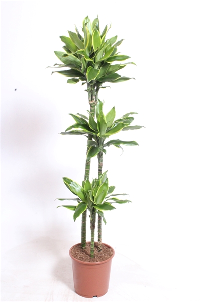 Dracaena Golden Coast 90-60-30