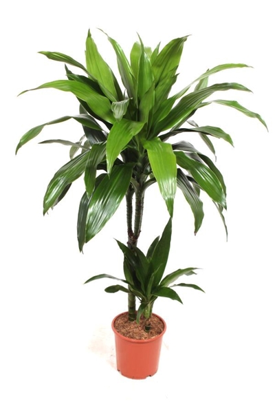 Dracaena Janet Craig 45-15