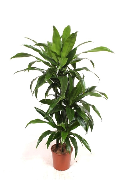 Dracaena Janet Craig 60-30-15
