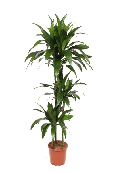 Dracaena Janet Craig 90-60-30