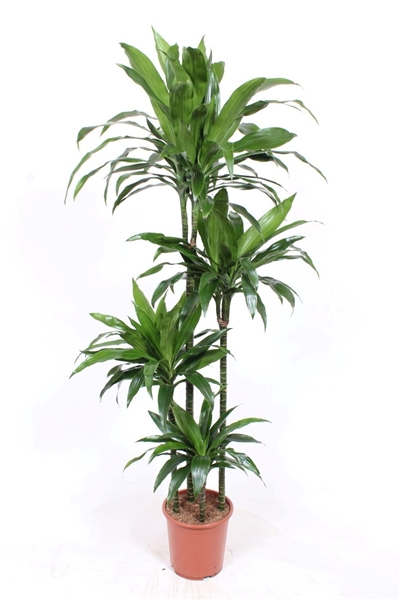 Dracaena Janet Craig 120-90-60-30