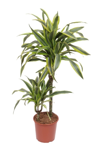 Dracaena Lemon Lime 45-15