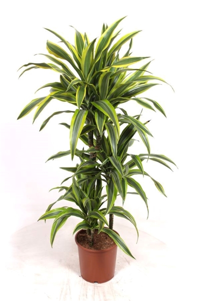 Dracaena Lemon Lime 60-30-15
