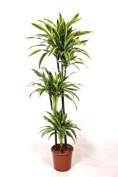 Dracaena Lemon Lime 90-60-30