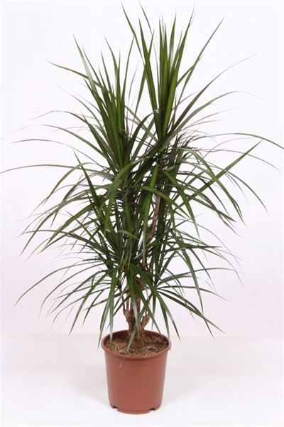 Dracaena Marginata