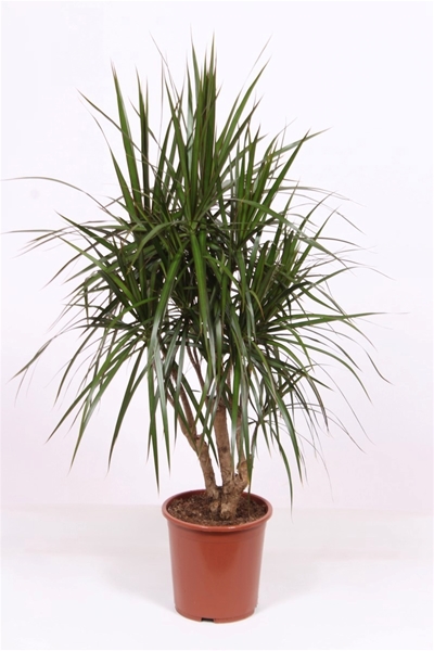 Dracaena Marginata 