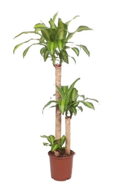 Dracaena Massangeana 90-45-15