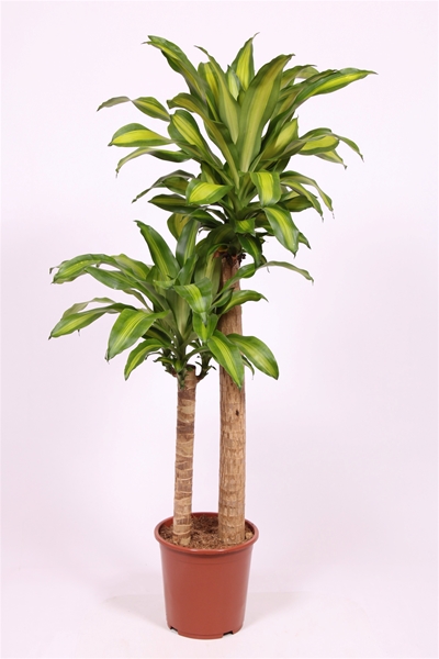 Dracaena Massangeana 90-60