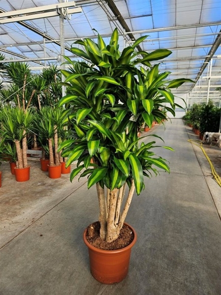 Dracaena Massangeana Verzweigt