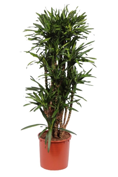 Dracaena Riki