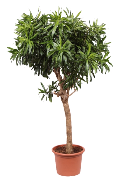 Dracaena Song of Jamaica