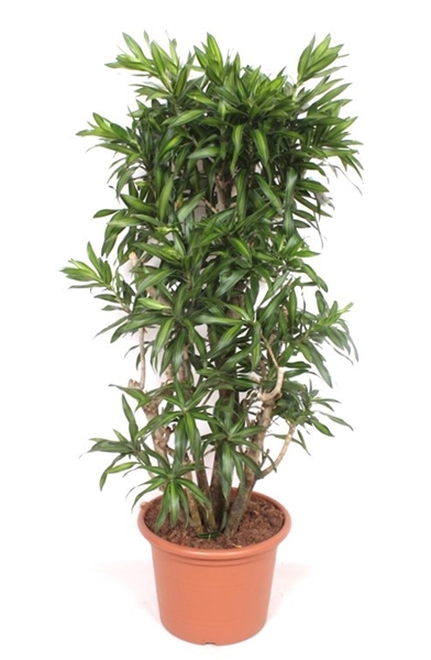 Dracaena Song of Jamaica