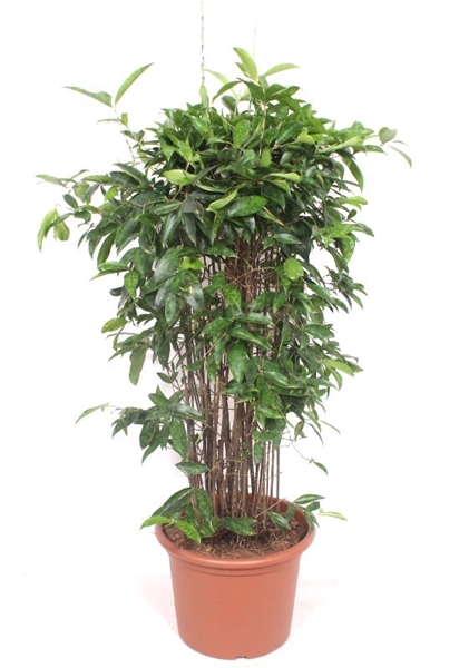 Dracaena Surculosa 1