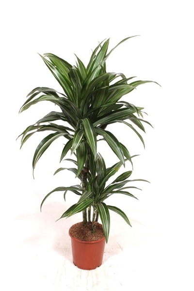 Dracaena Ulises 45-15