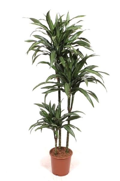 Dracaena Ulises 90-60-30
