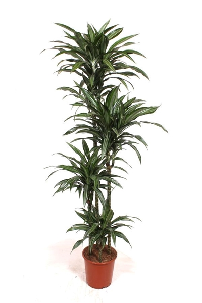 Dracaena Ulises 120-90-60-30