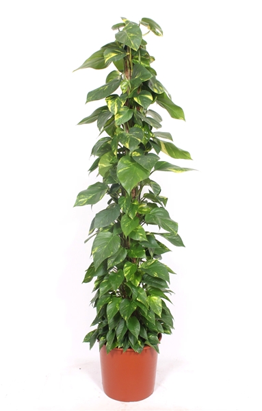 Epipremnum Aureum Mosstab